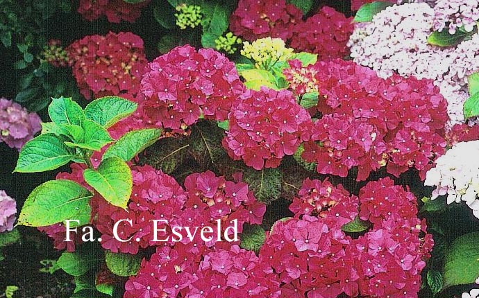 Hydrangea macrophylla 'Apotheose'