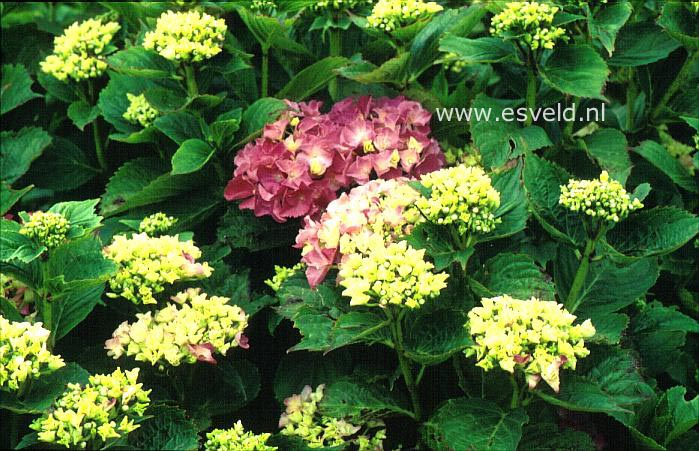 Hydrangea macrophylla 'Armand Draps'