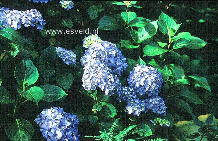 Hydrangea macrophylla 'Autumn Joy'