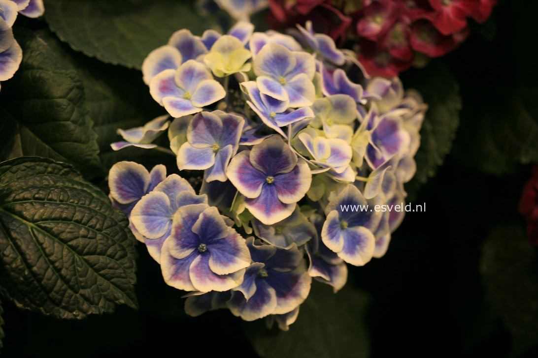 Hydrangea macrophylla 'Bavaria'