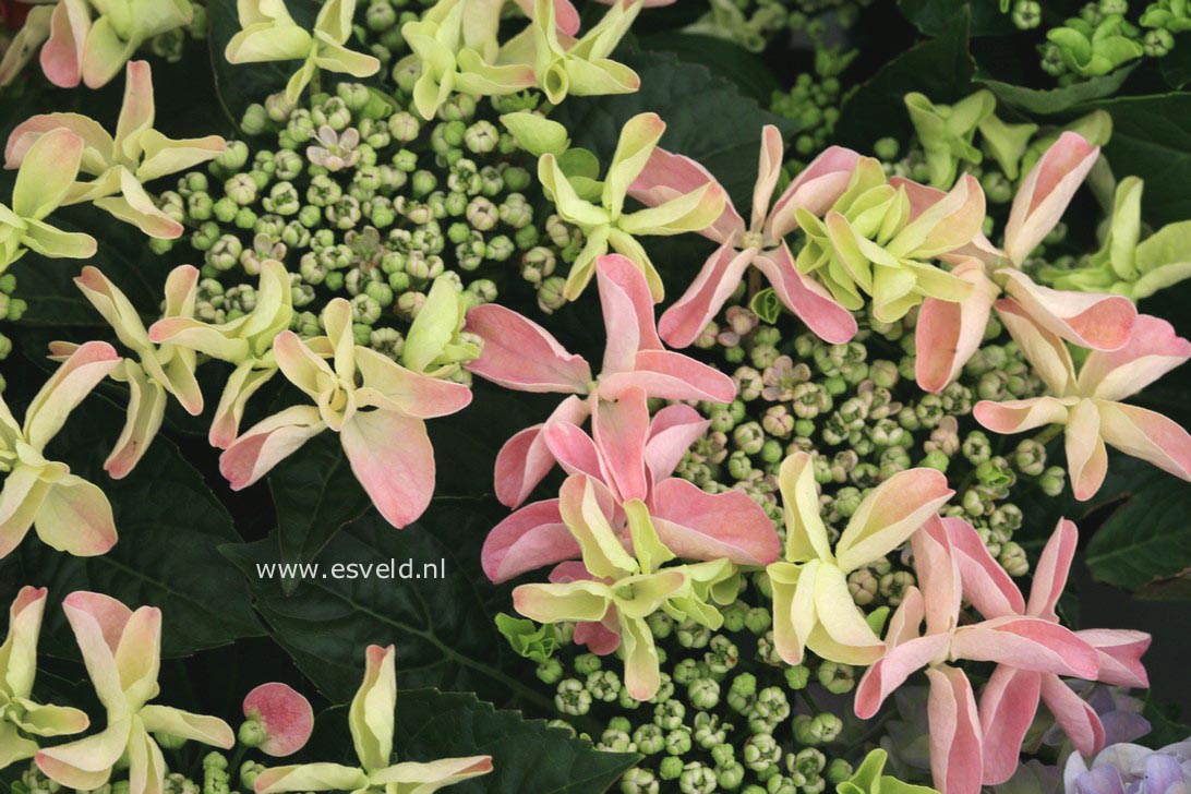 Hydrangea macrophylla 'Beijing'
