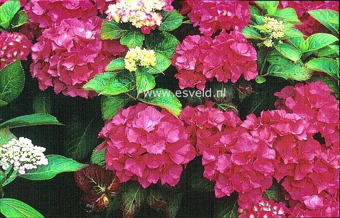 Hydrangea macrophylla 'Belgica'