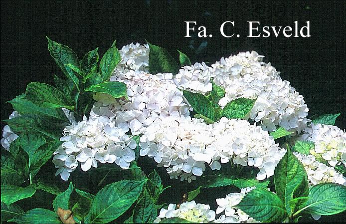 Hydrangea macrophylla 'Bichon'