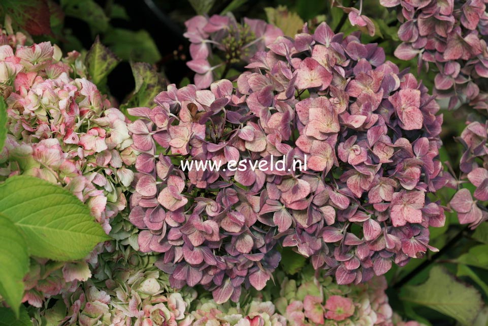 Hydrangea macrophylla 'Blue Ball' (BLACK STEEL)