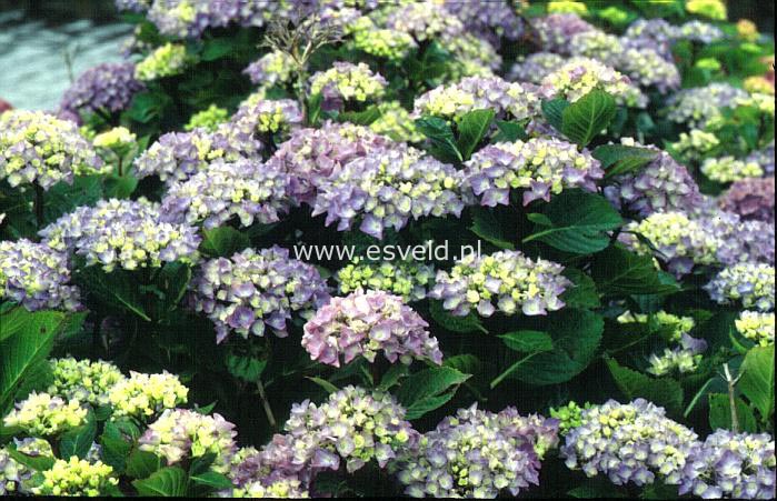 Hydrangea macrophylla 'Blue Danube'