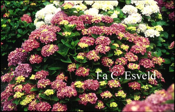 Hydrangea macrophylla 'Bosco'