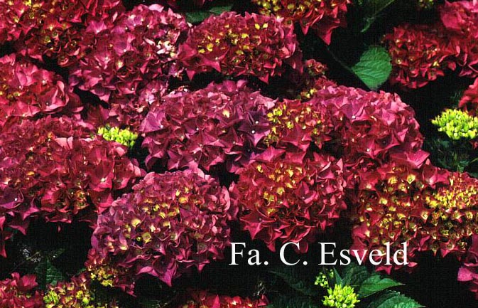 Hydrangea macrophylla 'Bottstein'