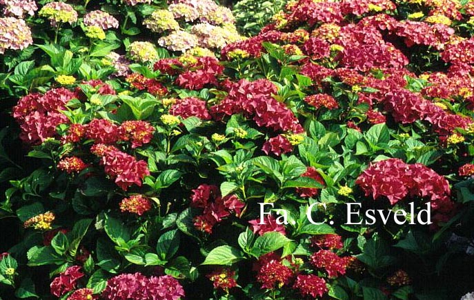 Hydrangea macrophylla 'Brugg'