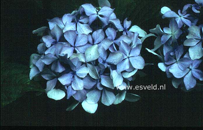 Hydrangea macrophylla 'Brympton Mauve'