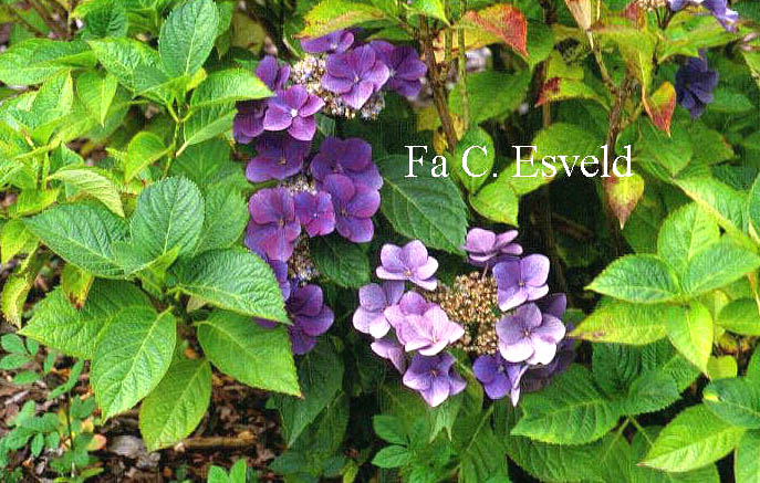 Hydrangea macrophylla 'Buntspecht'