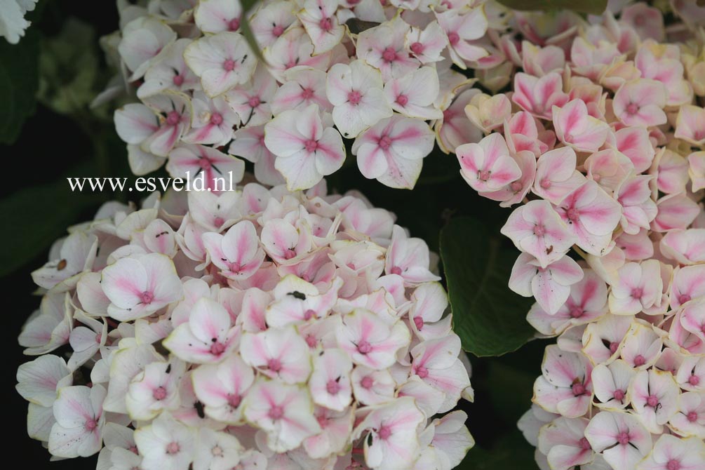 Hydrangea macrophylla 'Camilla'