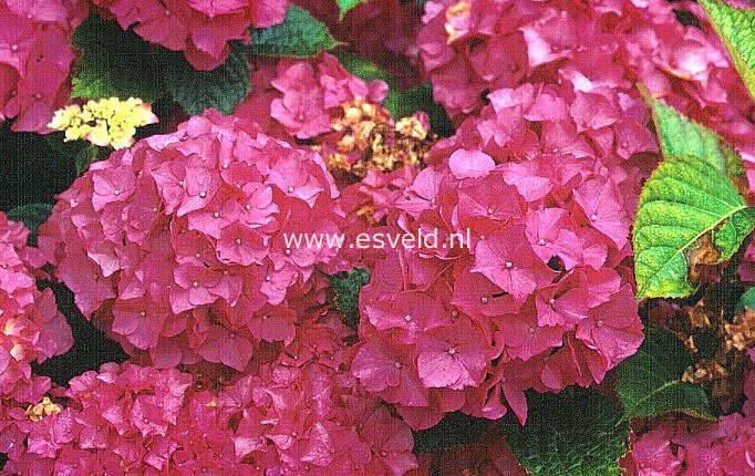 Hydrangea macrophylla 'Cendrillon'