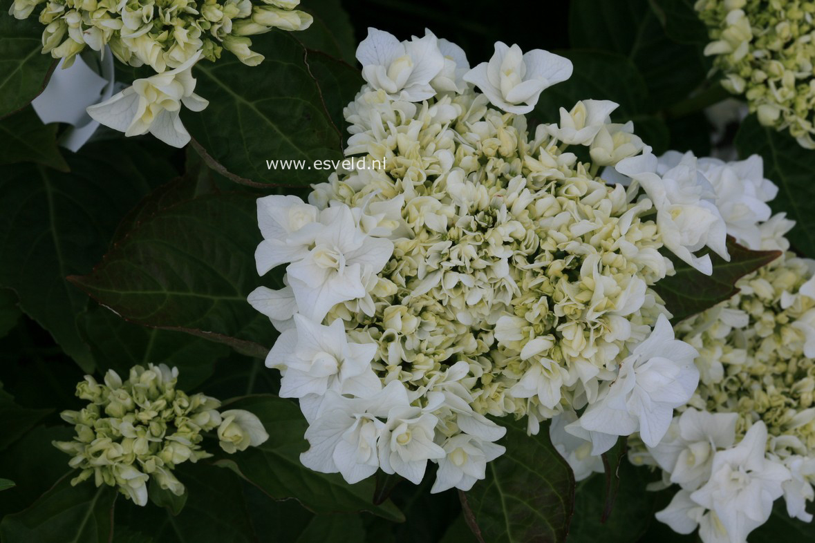 Hydrangea macrophylla 'Coco' (BEAUTENSIA)