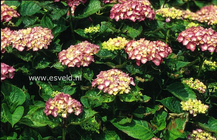 Hydrangea macrophylla 'Constellation'