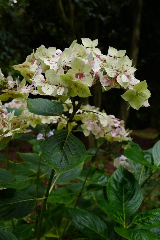 Hydrangea macrophylla 'Dr. Jean Varnier'