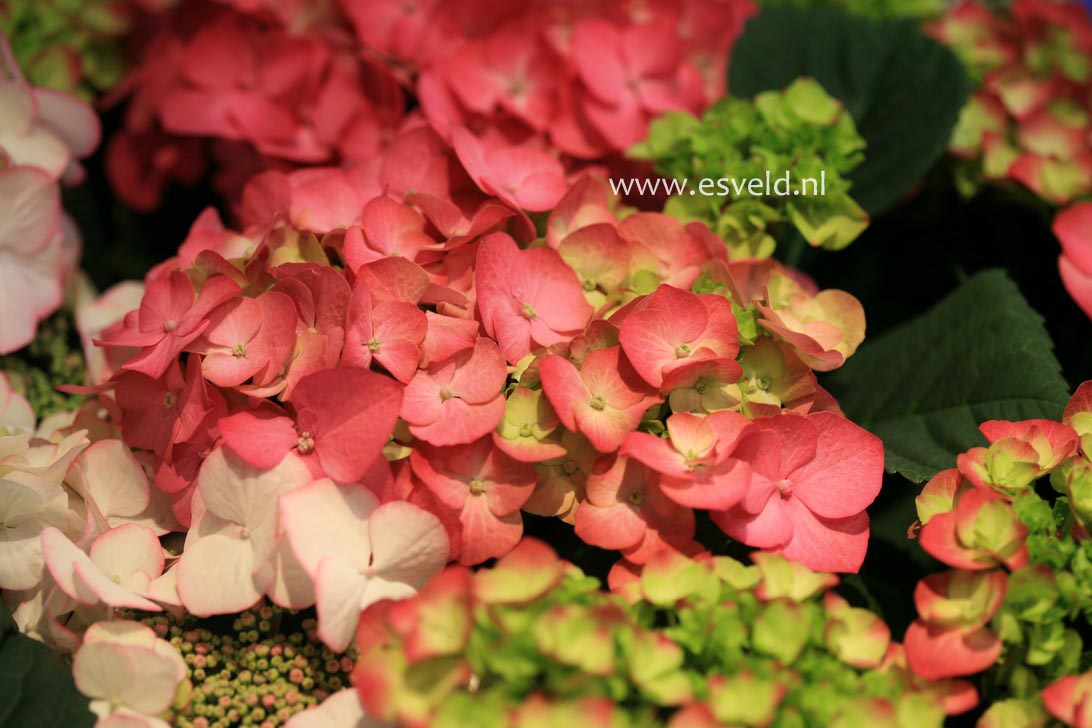 Hydrangea macrophylla 'Duro'