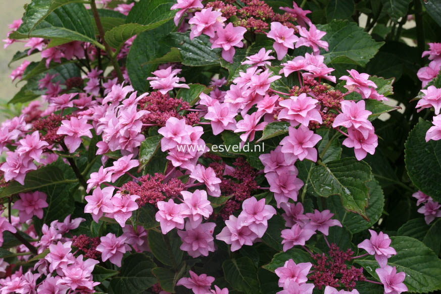 Hydrangea macrophylla 'Etoile Violette'