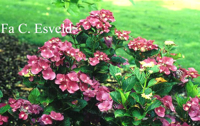 Hydrangea macrophylla 'Fasan' (TWILIGHT)