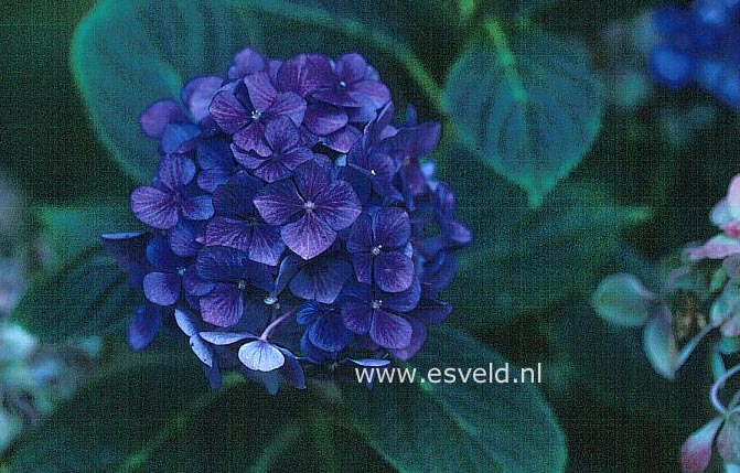 Hydrangea macrophylla 'Favourite'