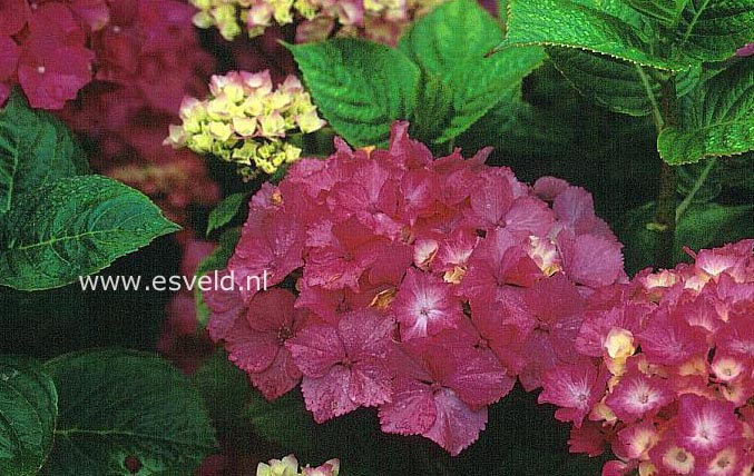 Hydrangea macrophylla 'Fiancailles'