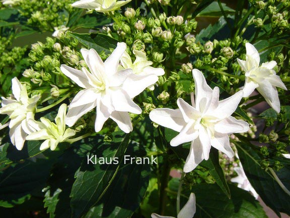 Hydrangea macrophylla 'Fireworks White'