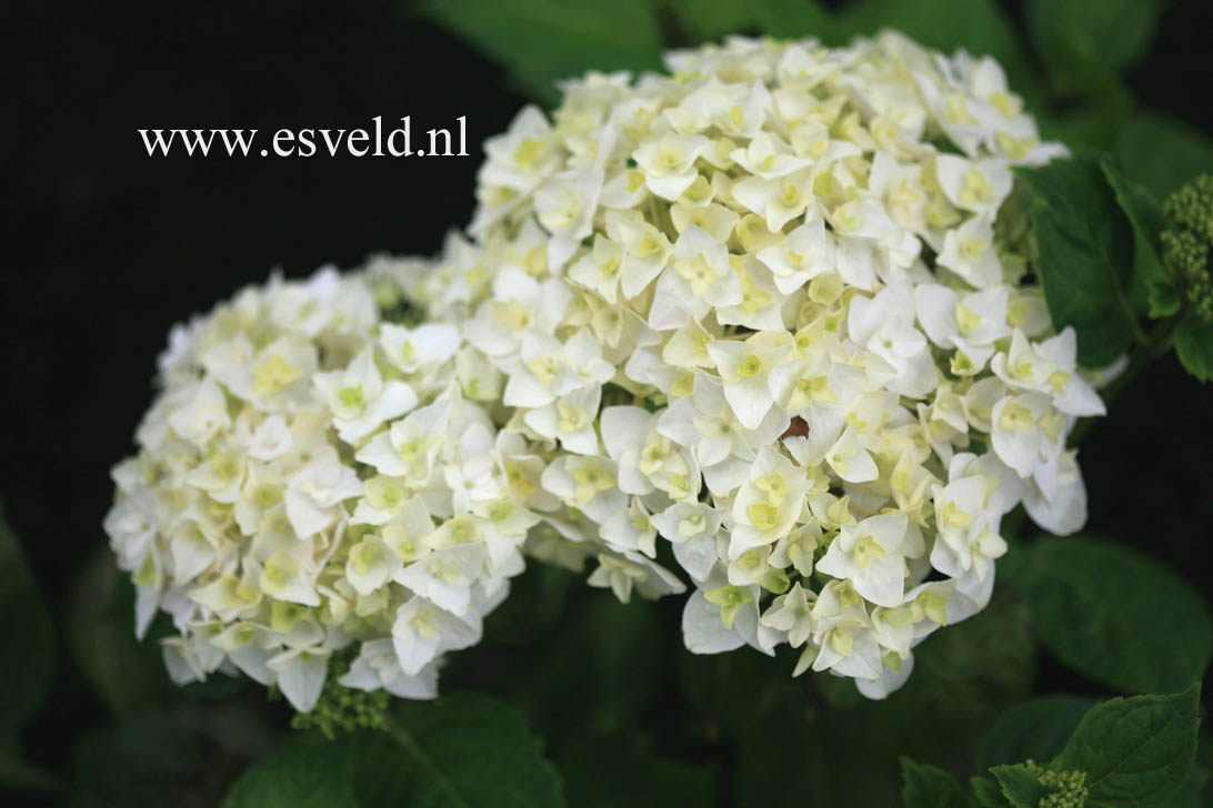 Hydrangea macrophylla 'First White'