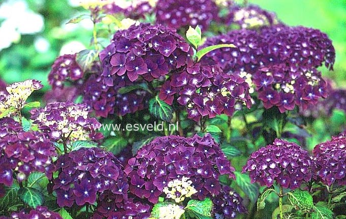 Hydrangea macrophylla 'Flamboyant'