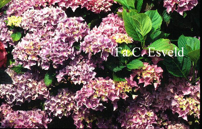 Hydrangea macrophylla 'Floralia'