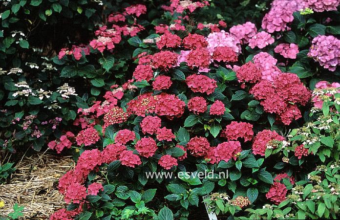 Hydrangea macrophylla 'Forest Foster'