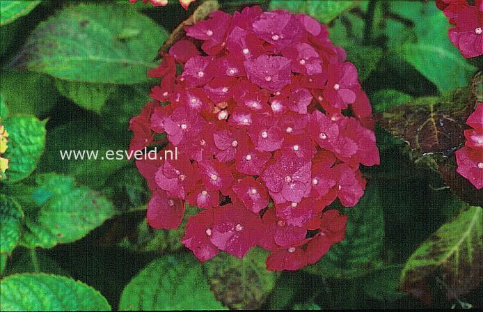 Hydrangea macrophylla 'General Patton'