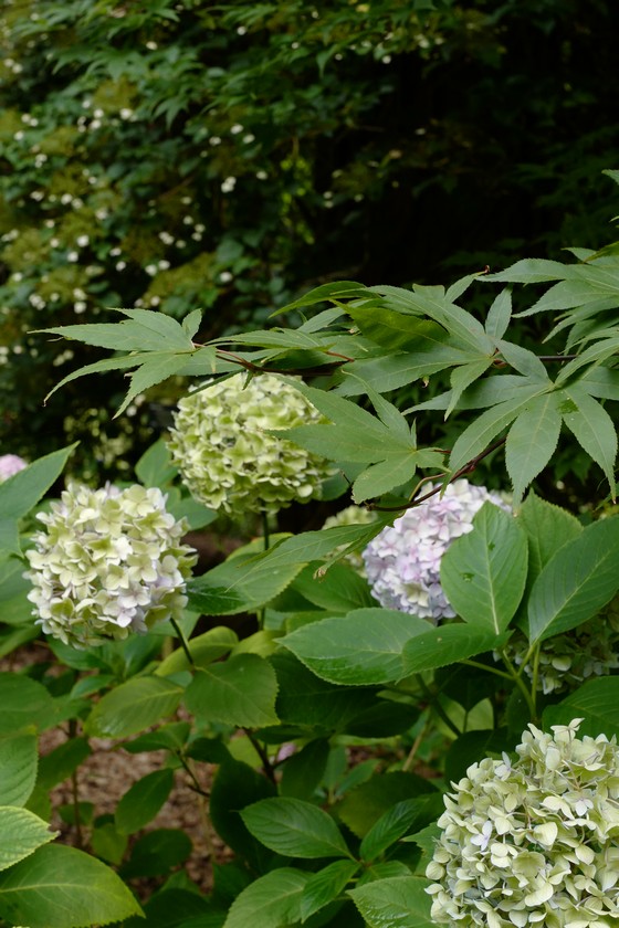 Hydrangea macrophylla 'Generale Vicomtesse de Vibraye'