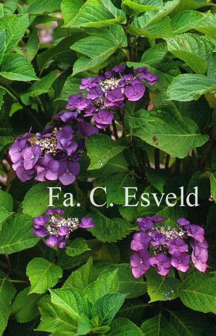 Hydrangea macrophylla 'Gimpel'