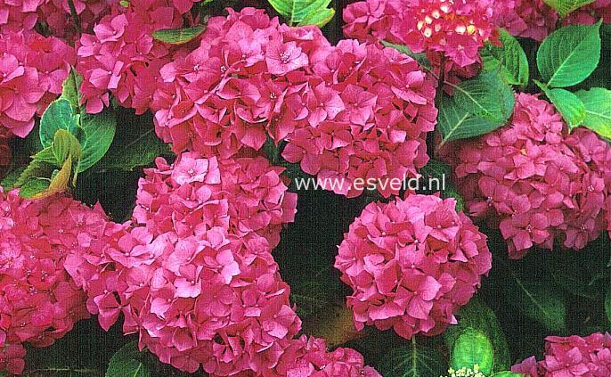 Hydrangea macrophylla 'Glenfuren'