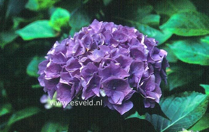 Hydrangea macrophylla 'Gloria'