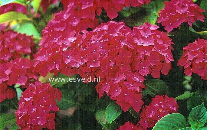 Hydrangea macrophylla 'Golacha'