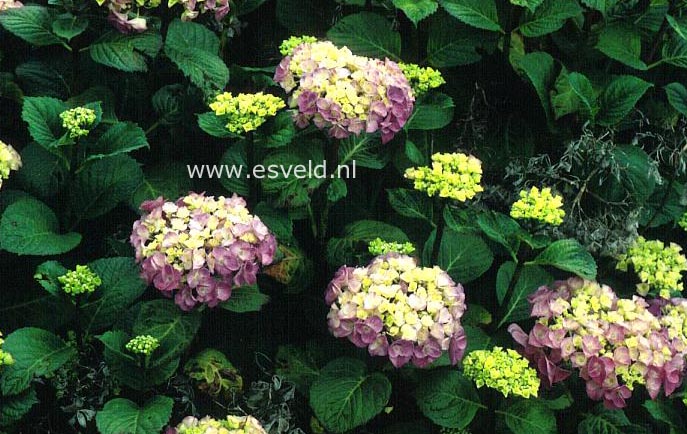 Hydrangea macrophylla 'Grand Chef'