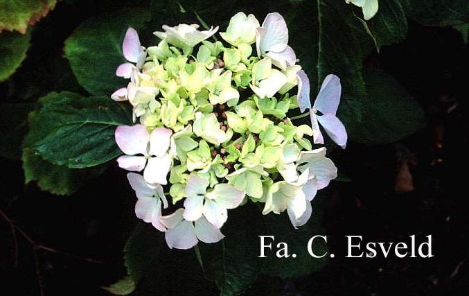 Hydrangea macrophylla 'Great Other'