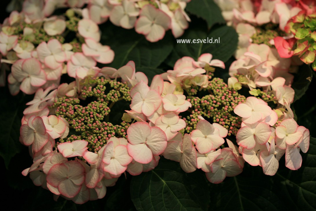 Hydrangea macrophylla 'HBACHAR' (CHARME)