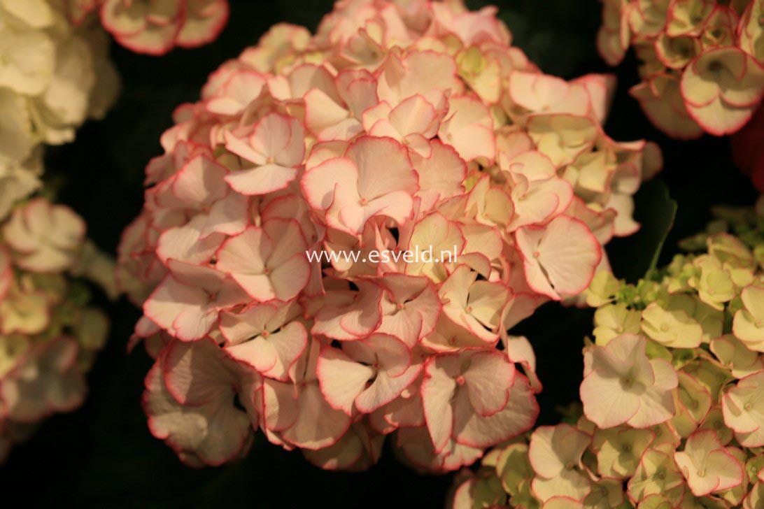 Hydrangea macrophylla 'HBACHI' (CHIQUE)