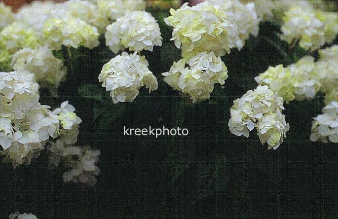 Hydrangea macrophylla 'Hakusen'