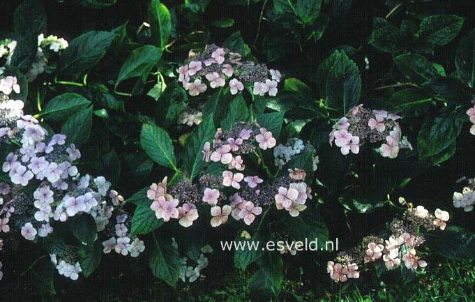 Hydrangea macrophylla 'Harrow's Blue'