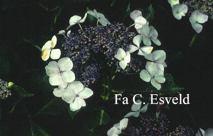 Hydrangea macrophylla 'Hatsu shime'
