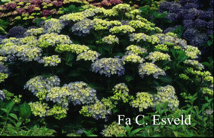 Hydrangea macrophylla 'Heinrichsburg'