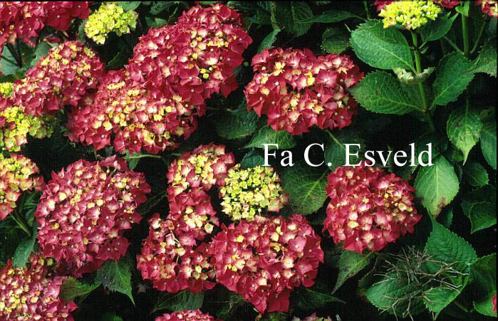 Hydrangea macrophylla 'Hermann Dienemann'