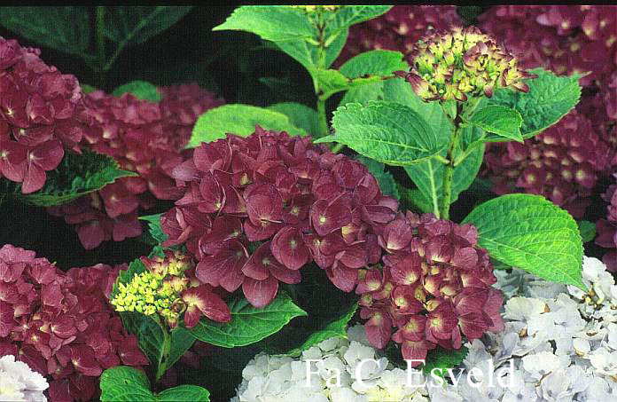 Hydrangea macrophylla 'Hobergine' (HOVARIA)
