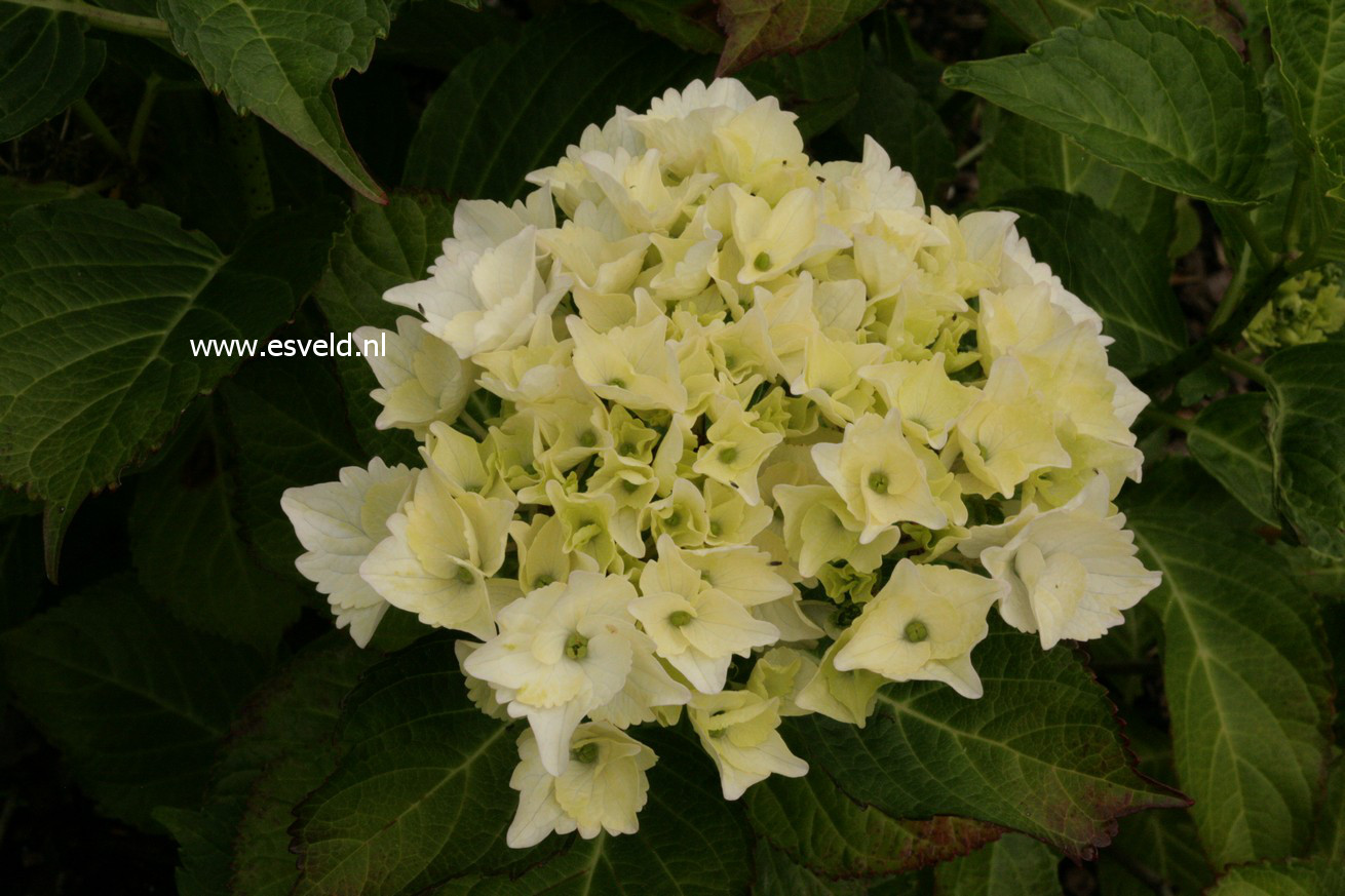 Hydrangea macrophylla 'Hokomano' (MAGICAL NOBLESSE)