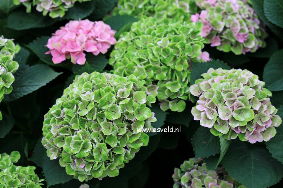 Hydrangea macrophylla 'Hokomathyst' (MAGICAL AMETHYST)