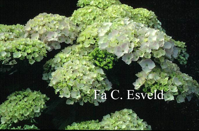 Hydrangea macrophylla 'Hopaline' (HOVARIA)