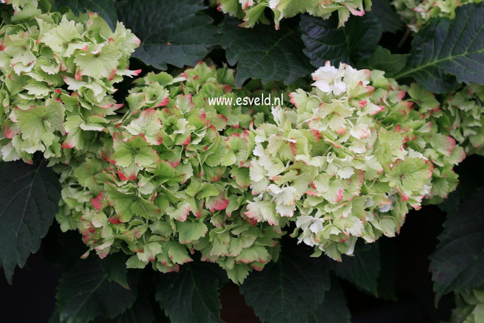Hydrangea macrophylla 'Hortmaja' (MAGICAL JADE)