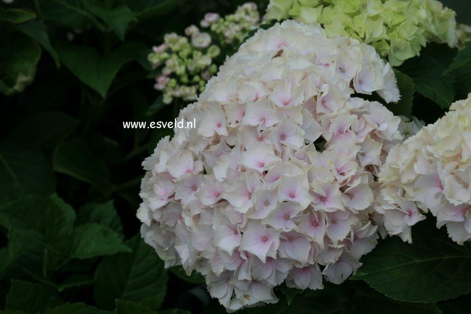 Hydrangea macrophylla 'Hortmoc' (MAGICAL OCEAN)